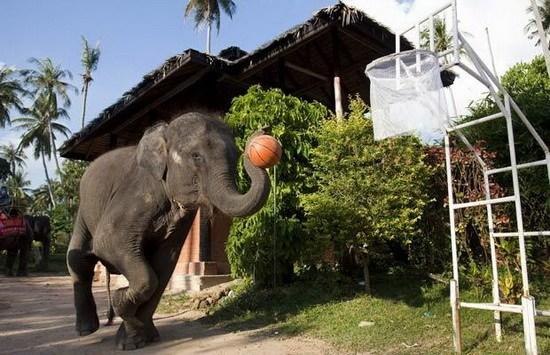 大象篮球直播间怎么进